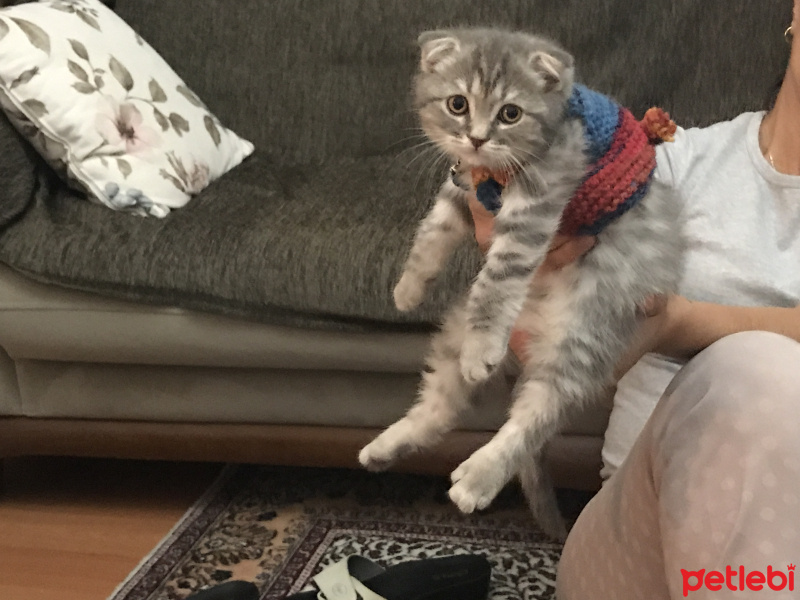 Scottish Fold, Kedi  Kumpir fotoğrafı