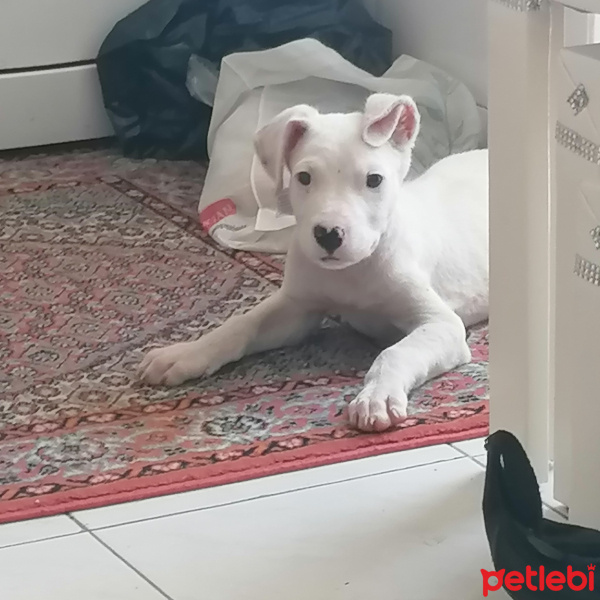 Dogo Arjantin, Köpek  Buz fotoğrafı