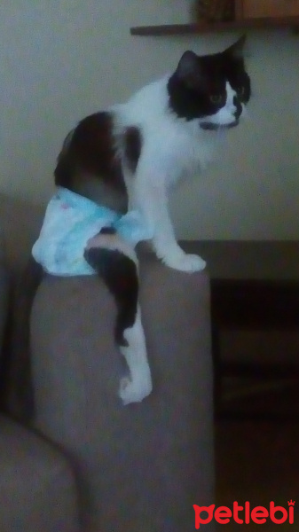 Tuxedo (Smokin) Kedi, Kedi  Irma fotoğrafı