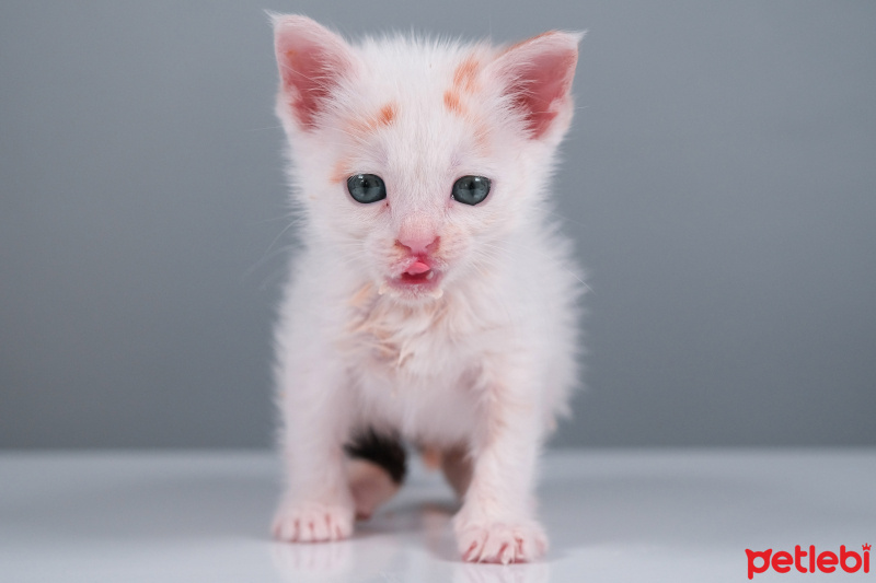 Tekir Kedi, Kedi  Sütlaç fotoğrafı