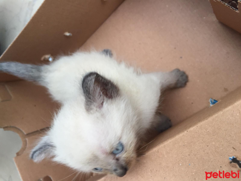 British Shorthair, Kedi  British Shorthair Blue Point fotoğrafı