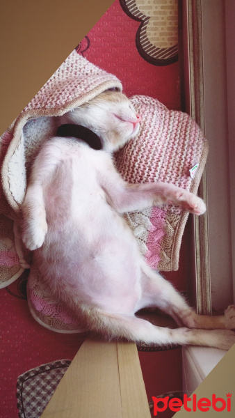 Tekir Kedi, Kedi  Latte fotoğrafı