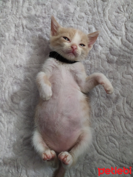 Tekir Kedi, Kedi  Latte fotoğrafı