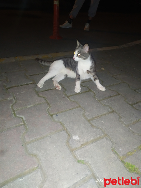 Tekir Kedi, Kedi  Minnoş fotoğrafı