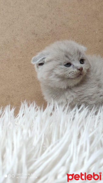 Scottish Fold, Kedi  Bülent fotoğrafı