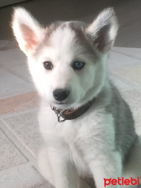 Sibirya Kurdu (Husky), Köpek  Lucky fotoğrafı