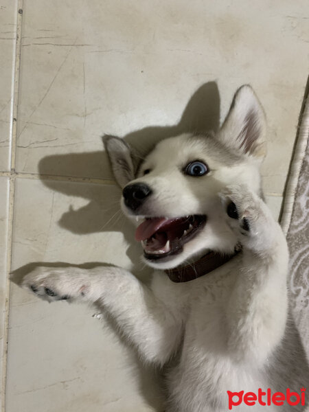 Sibirya Kurdu (Husky), Köpek  Lucky fotoğrafı