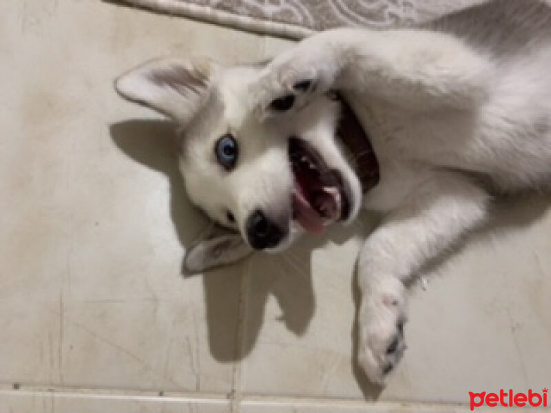 Sibirya Kurdu (Husky), Köpek  Lucky fotoğrafı