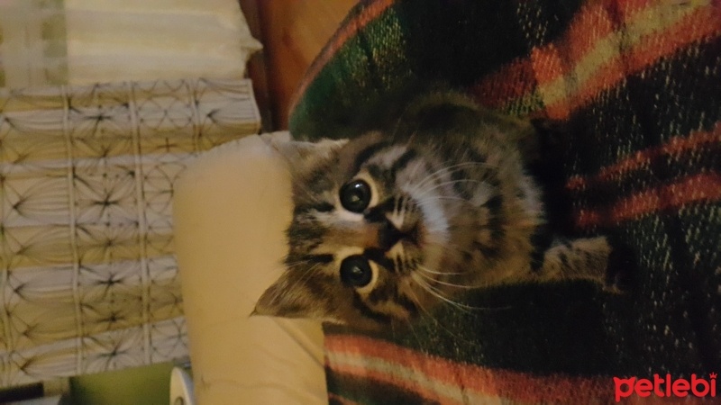 Tekir Kedi, Kedi  Minik fotoğrafı