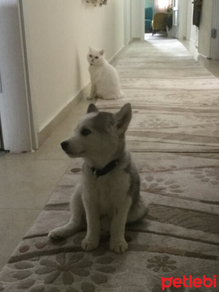 Sibirya Kurdu (Husky), Köpek  Lucky fotoğrafı