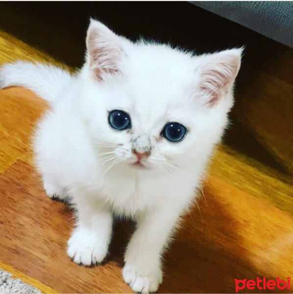 British Shorthair, Kedi  Dantel Ocean fotoğrafı