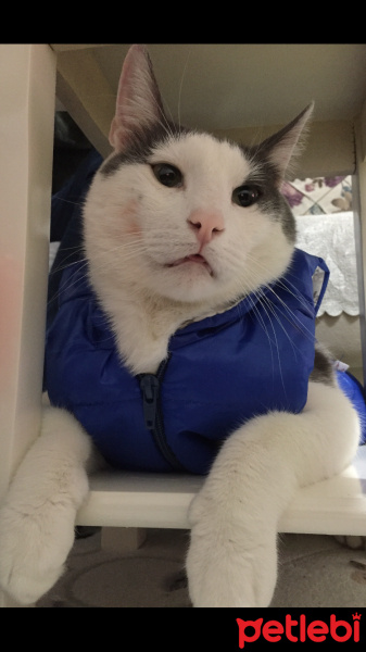 Tekir Kedi, Kedi  Duman fotoğrafı