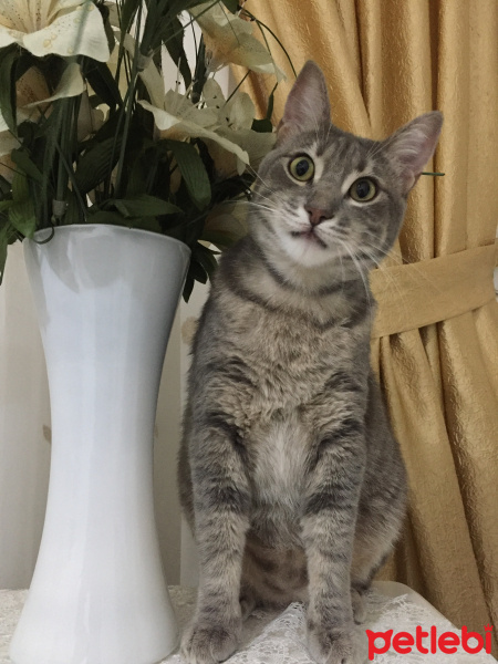Tekir Kedi, Kedi  Masraf fotoğrafı