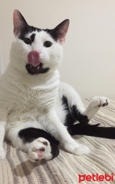 Tekir Kedi, Kedi  Bayhan fotoğrafı