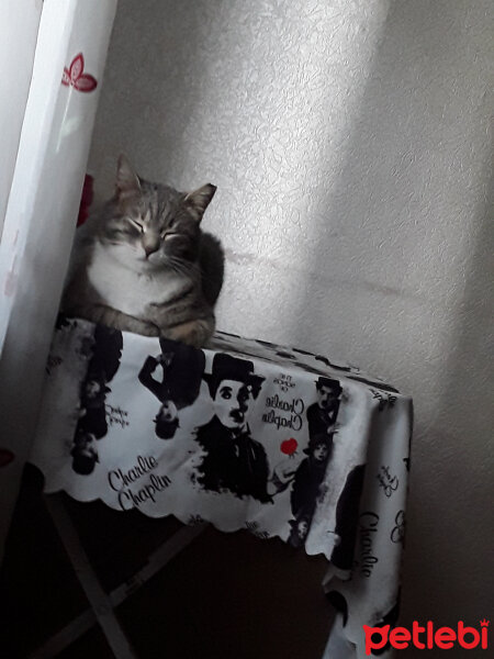 Tekir Kedi, Kedi  Helen fotoğrafı