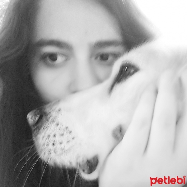 Golden Retriever, Köpek  Bambam fotoğrafı