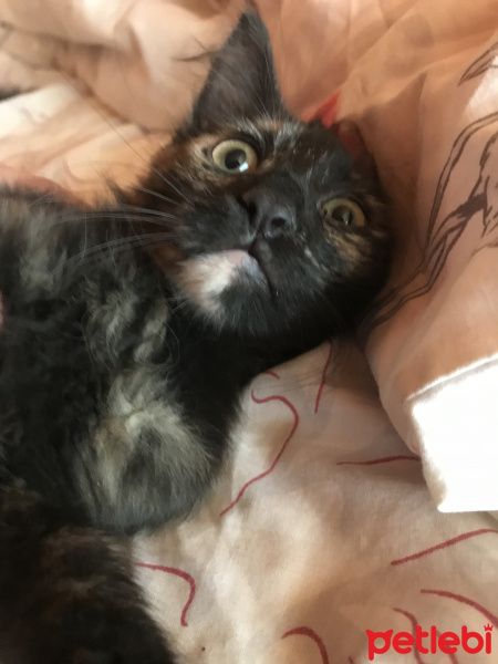 Tekir Kedi, Kedi  3 aylık yavruya ömürlük yuva fotoğrafı