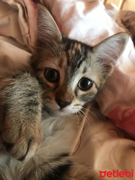Tekir Kedi, Kedi  SEVGİ DOLU BEBEKLER fotoğrafı