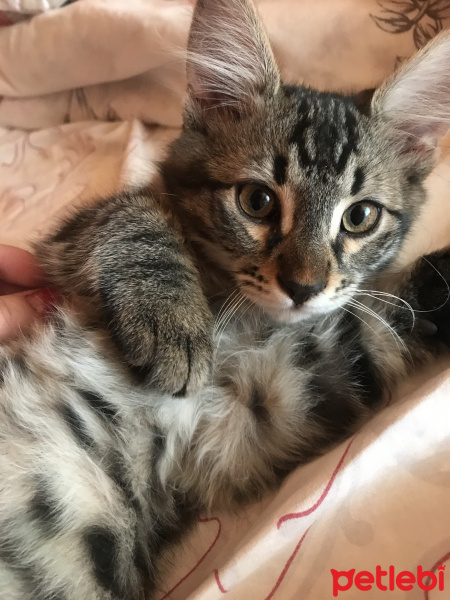 Tekir Kedi, Kedi  SEVGİ DOLU BEBEKLER fotoğrafı