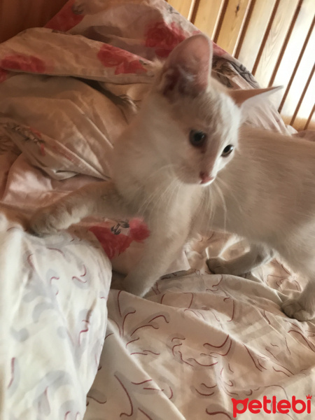 Tekir Kedi, Kedi  SEVGİ DOLU BEBEKLER fotoğrafı