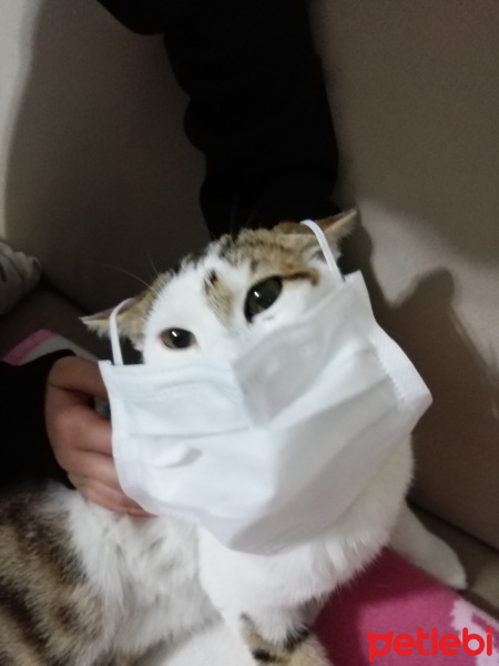 Tekir Kedi, Kedi  Tomris fotoğrafı