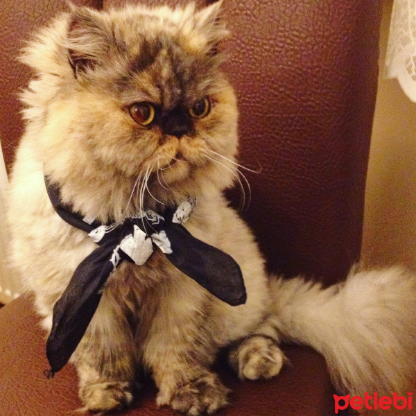 İran Kedisi (Persian), Kedi  Suzi fotoğrafı