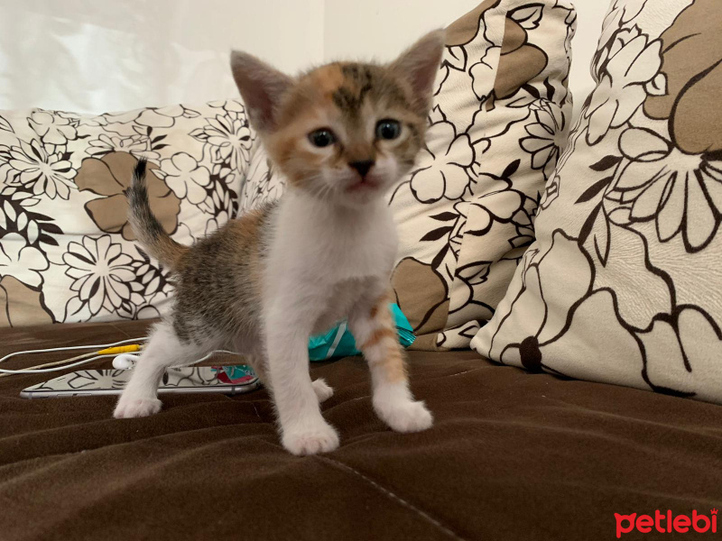 Tekir Kedi, Kedi  Paticik yeni sıcak yuvasını arıyor fotoğrafı
