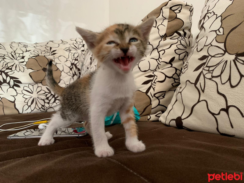 Tekir Kedi, Kedi  Paticik yeni sıcak yuvasını arıyor fotoğrafı