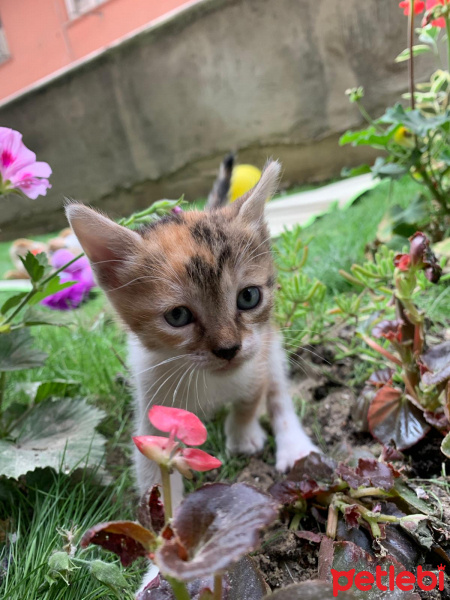Tekir Kedi, Kedi  Paticik yeni sıcak yuvasını arıyor fotoğrafı