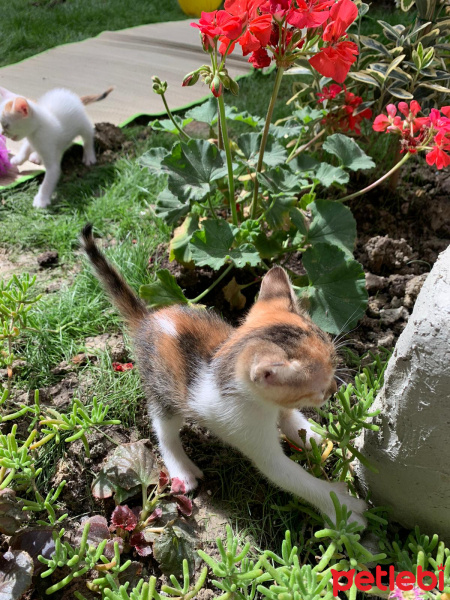 Tekir Kedi, Kedi  Paticik yeni sıcak yuvasını arıyor fotoğrafı