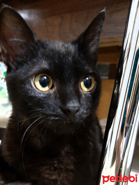 Bombay, Kedi  T'challa fotoğrafı