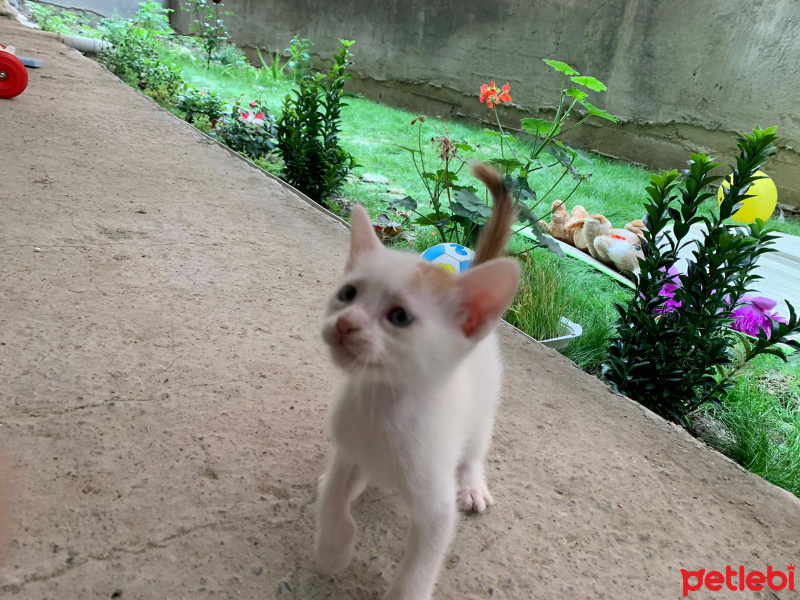 Tekir Kedi, Kedi  Pamuk yeni sıcak yuvasını arıyor fotoğrafı