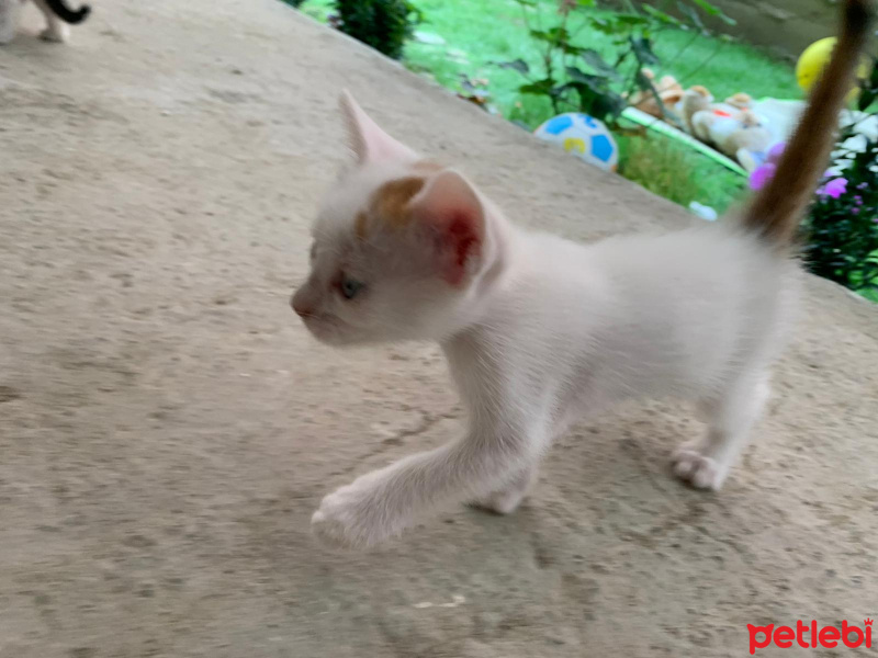 Tekir Kedi, Kedi  Pamuk yeni sıcak yuvasını arıyor fotoğrafı