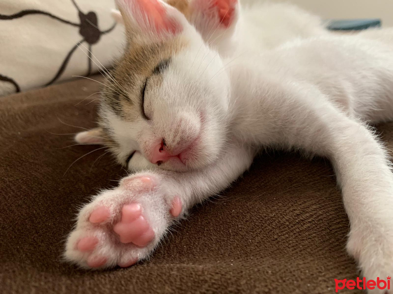 Tekir Kedi, Kedi  Benekli senin sıcak yuvanı istiyor fotoğrafı