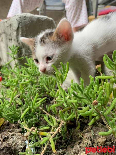 Tekir Kedi, Kedi  Benekli senin sıcak yuvanı istiyor fotoğrafı