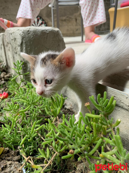 Tekir Kedi, Kedi  Benekli senin sıcak yuvanı istiyor fotoğrafı
