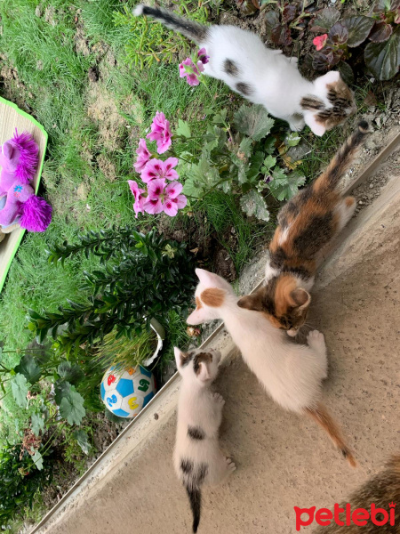Tekir Kedi, Kedi  4 kardeş yuva arıyor fotoğrafı