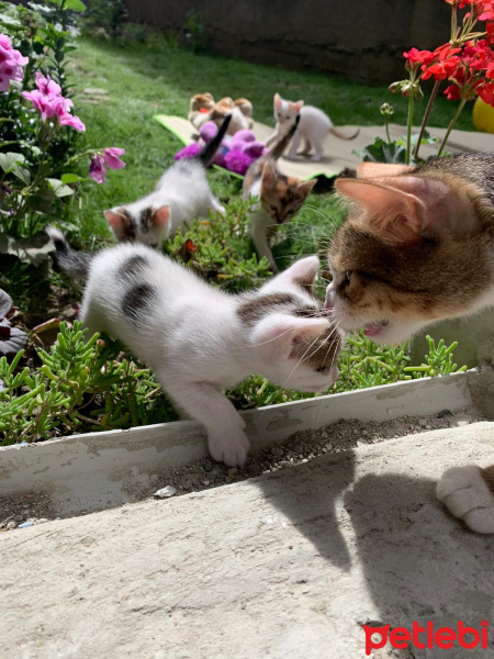 Tekir Kedi, Kedi  4 kardeş yuva arıyor fotoğrafı
