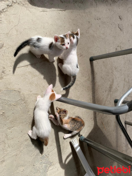 Tekir Kedi, Kedi  4 kardeş yuva arıyor fotoğrafı