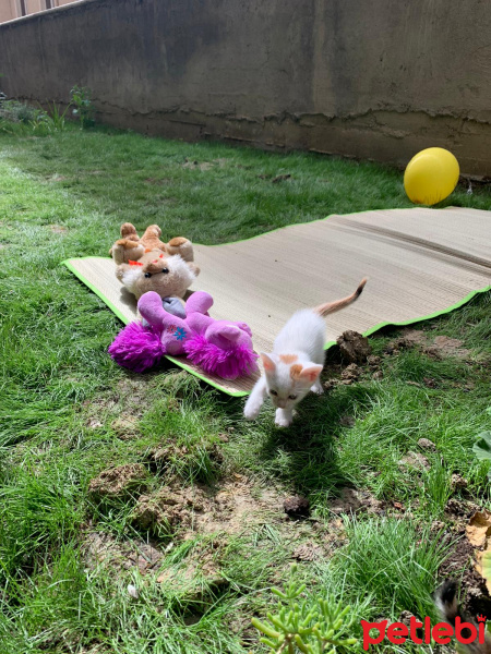Tekir Kedi, Kedi  4 kardeş yuva arıyor fotoğrafı