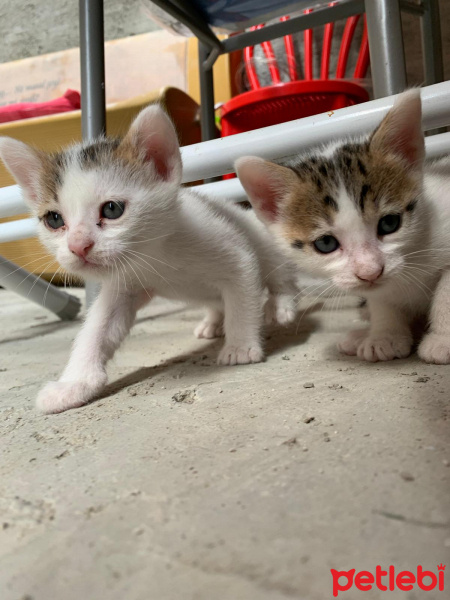 Tekir Kedi, Kedi  4 kardeş yuva arıyor fotoğrafı