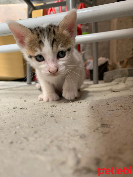 Tekir Kedi, Kedi  4 kardeş yuva arıyor fotoğrafı