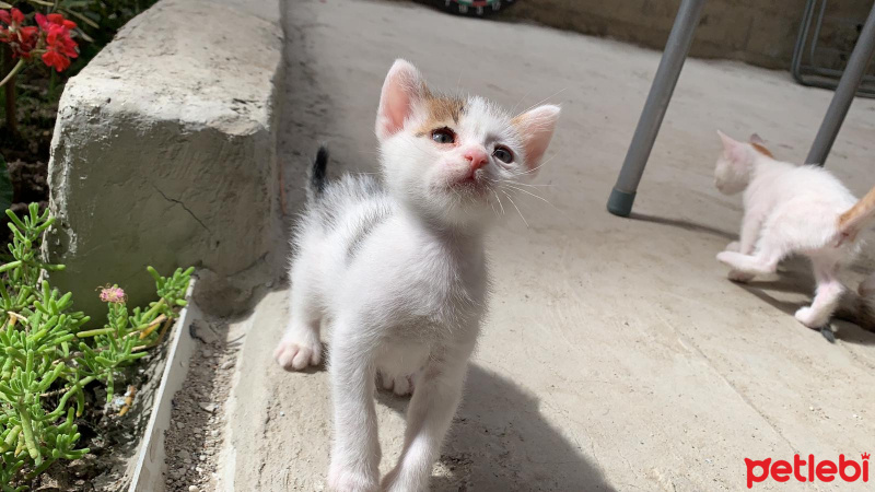 Tekir Kedi, Kedi  4 kardeş yuva arıyor fotoğrafı