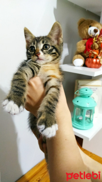 Tekir Kedi, Kedi  Minerva fotoğrafı