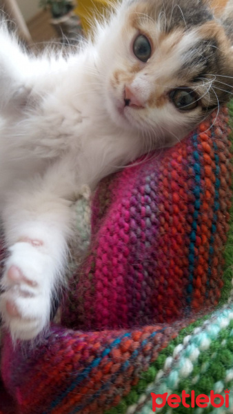 Tekir Kedi, Kedi  Maya fotoğrafı