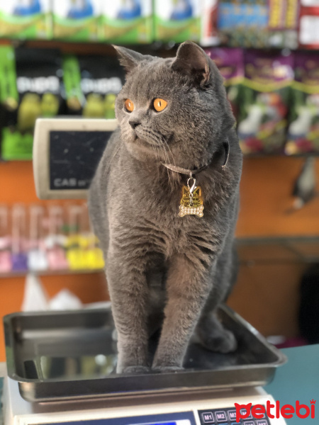 British Shorthair, Kedi  Oscar fotoğrafı