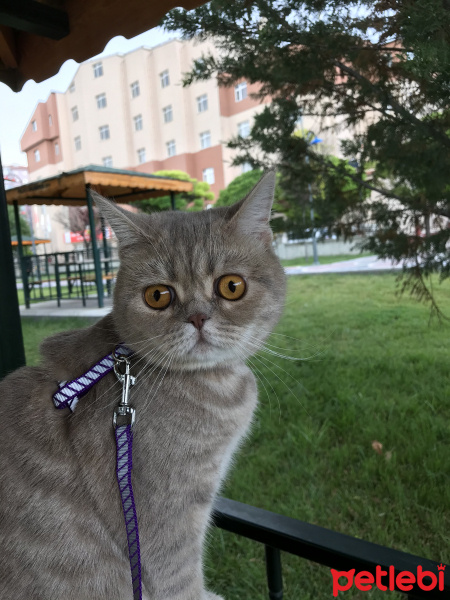 British Shorthair, Kedi  Mia fotoğrafı