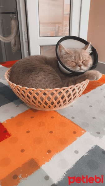 British Shorthair, Kedi  Mia fotoğrafı