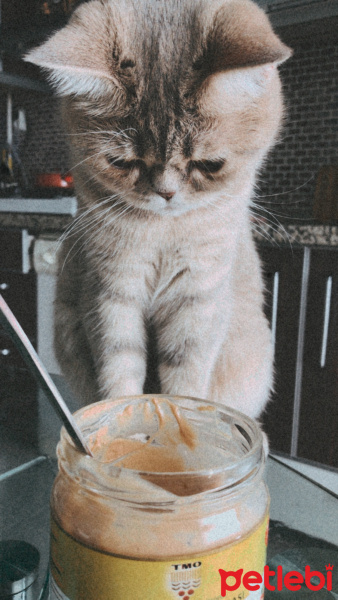 British Shorthair, Kedi  Mia fotoğrafı