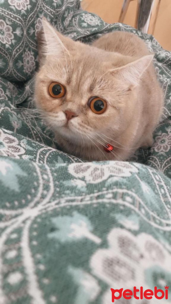 British Shorthair, Kedi  Mia fotoğrafı